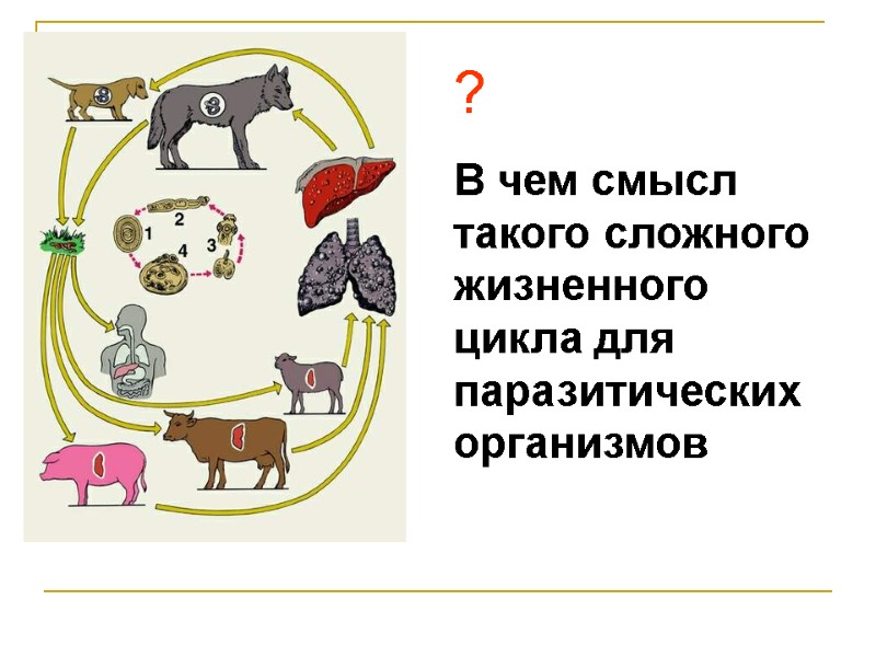 ? В чем смысл такого сложного жизненного цикла для паразитических организмов ? В чем смысл такого сложного жизненного цикла для паразитических организмов